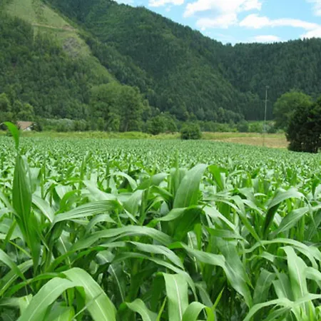 Apartments Am Kirchkogel 